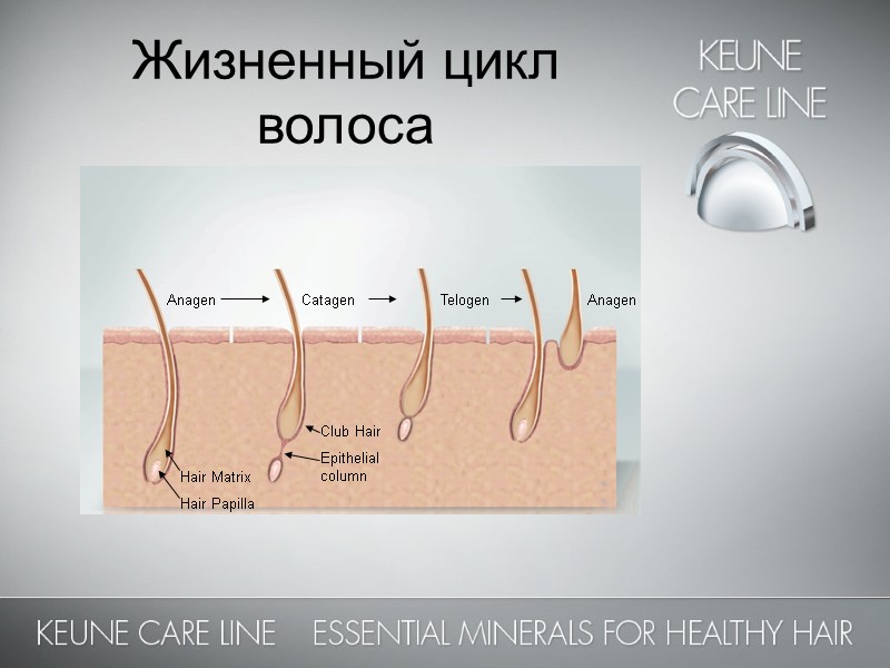 Жизненный цикл волоса Anagen          